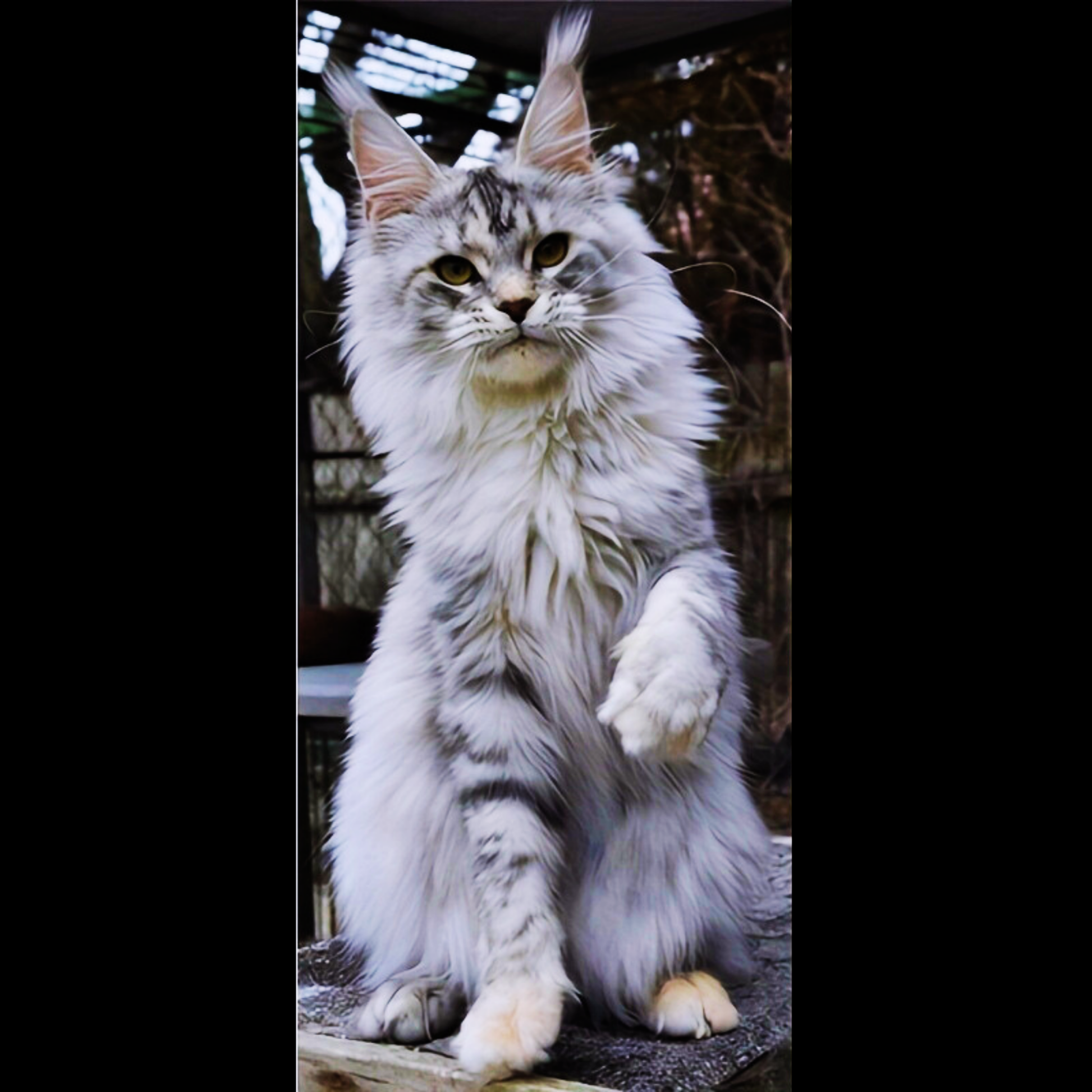 Fluffy white cat with gray patches standing on a wooden surface